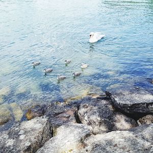 High angle view of swan swimming in lake