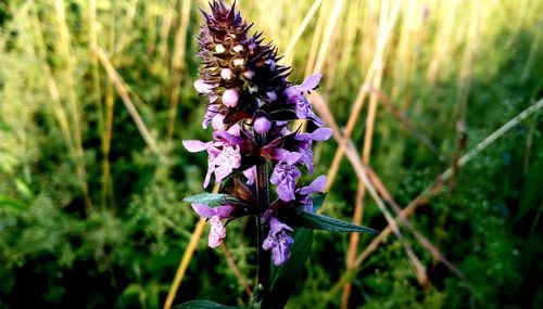 Close-up of purple flowering plant on field