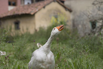 White goose amidst grassy field