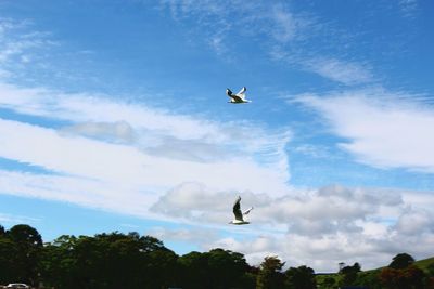 Low angle view of bird flying in sky