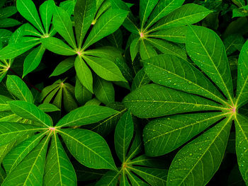 Full frame shot of fresh green leaves