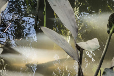 High angle view of turtle in water