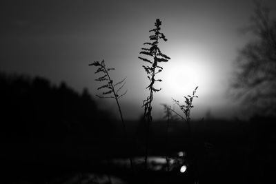 Plants growing at sunset