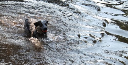 Water dog happy in a watering hole from an elevated angle