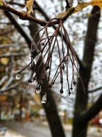 Close-up of branch hanging on tree