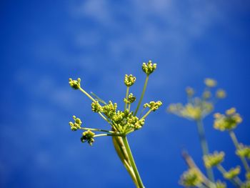 Close-up of flowering plant against blue sky