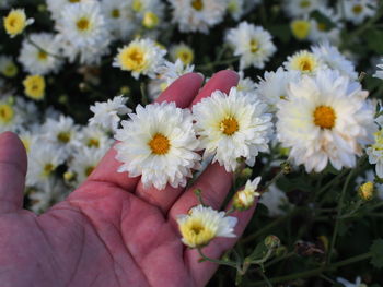 Close-up of daisies