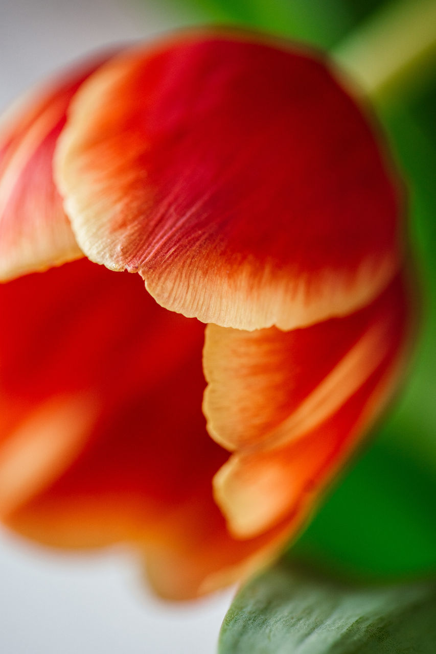 flower, red, plant, close-up, macro photography, freshness, beauty in nature, petal, nature, growth, food, no people, fragility, flowering plant, vegetable, yellow, selective focus, leaf, food and drink, plant stem, outdoors, focus on foreground, flower head