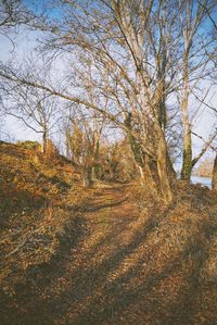 Bare trees on field during autumn