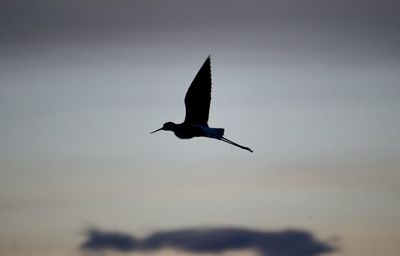 Black necked stilt bird flying silhouette at dusk 