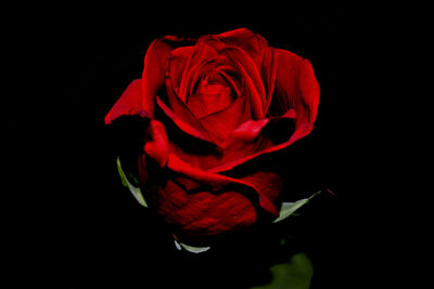 Close-up of red rose against black background