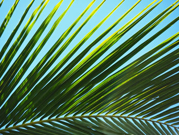 Close-up of palm leaf against sky