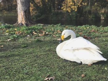 Close-up of swan on grass