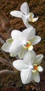 Close-up of white orchid blooming outdoors