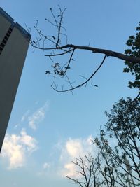 Low angle view of bare tree against blue sky