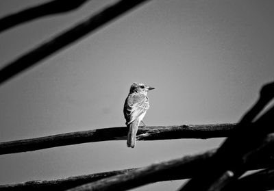 Low angle view of bird perching on branch