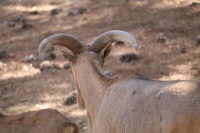 High angle view of goats on field