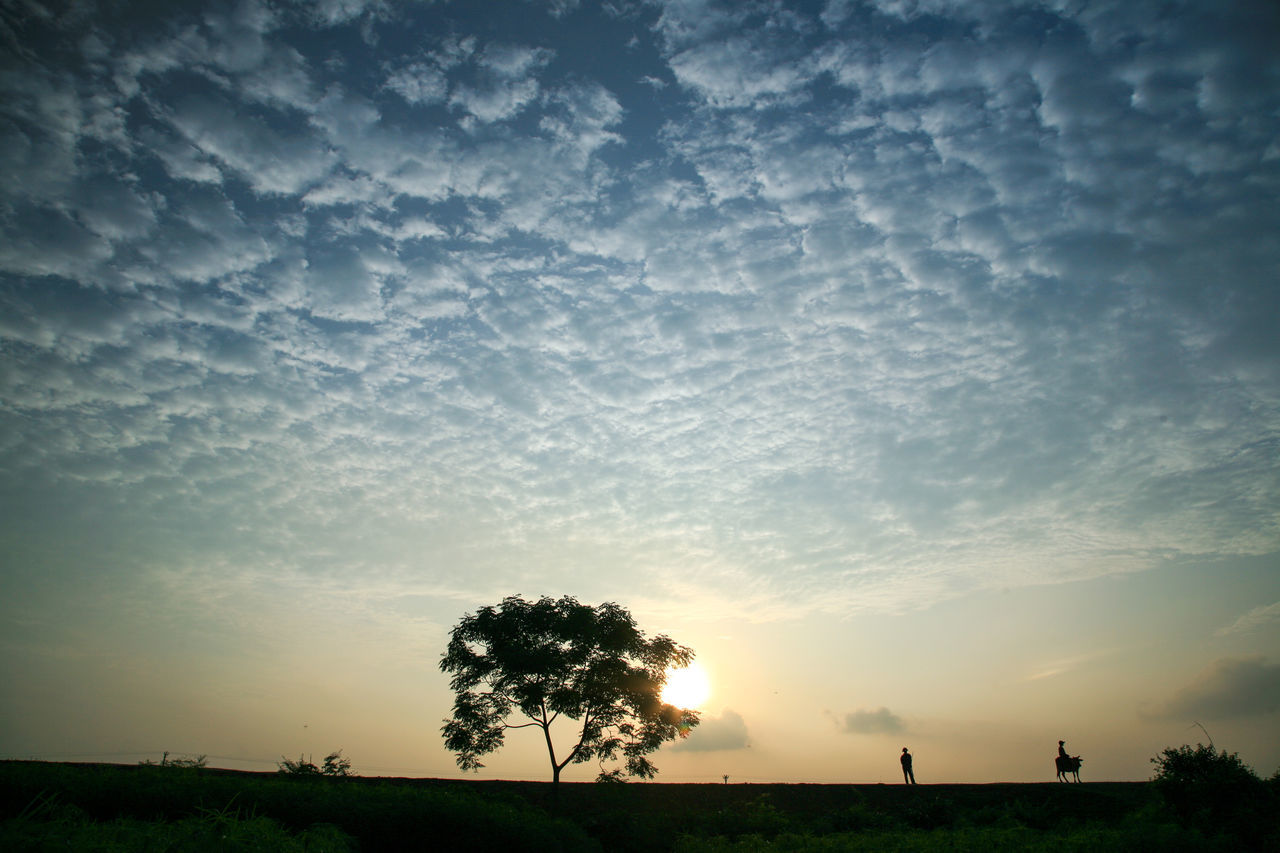 SILHOUETTE TREES ON FIELD AGAINST SKY