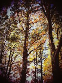 Low angle view of trees against sky