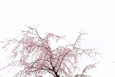 Low angle view of trees against clear sky