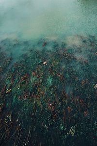 Reflection of trees in water