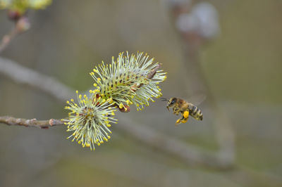 Close-up of honeybee hovering by flower