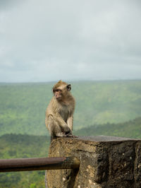 Monkey sitting on wooden railing against sky