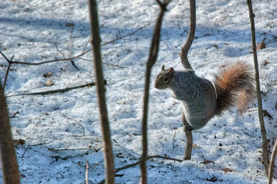 Squirrel on snow covered land