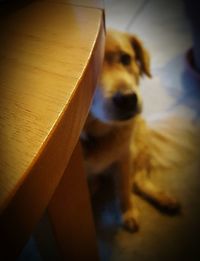 Close-up of dog sitting at home