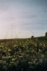 Plants growing on field against sky