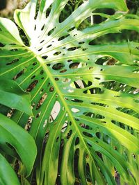 Close-up of fresh green plant