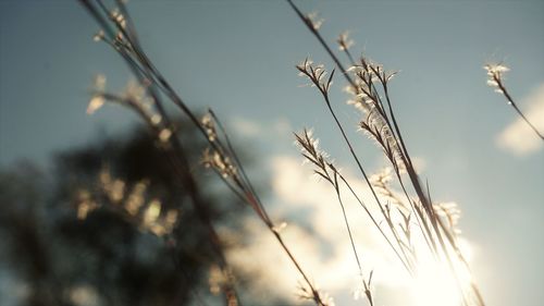 Close-up of stalks against blurred background