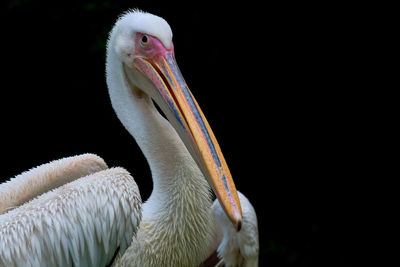 Close-up of pelican