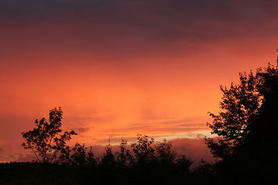 Silhouette trees at sunset