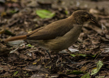 Close-up of bird perching on field