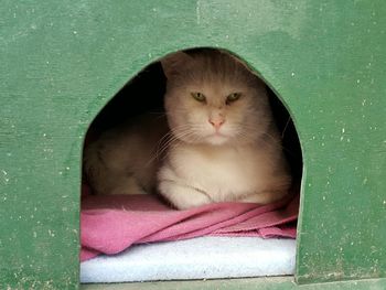 Portrait of cat sitting against green wall
