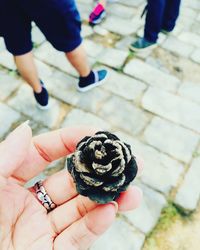 Cropped hand holding pine cone over footpath