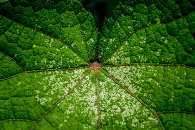 Texture and color of leaf for abstract background.