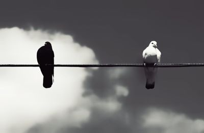 Low angle view of birds perching on cable