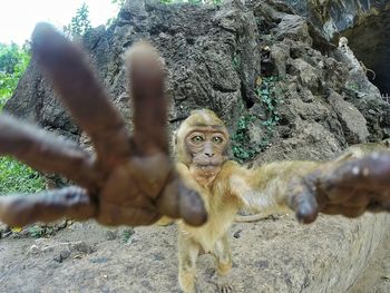 Close-up portrait of monkey