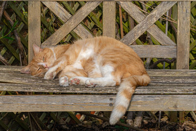 Cat resting relaxing and sleeping on a wood bench in sunshine