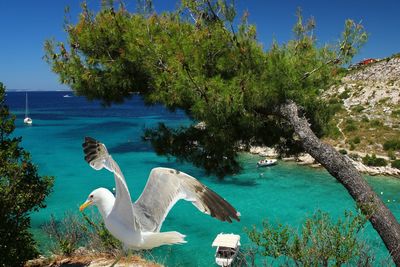 Reflection of trees in water
