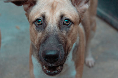 Close-up portrait of dog