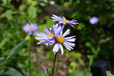 Close-up of purple flowering plant