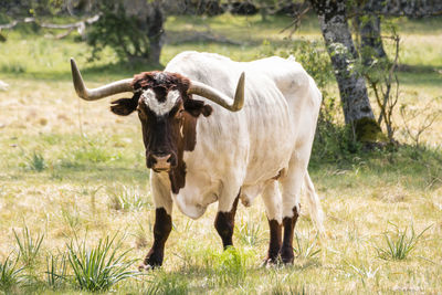 Cows standing on field