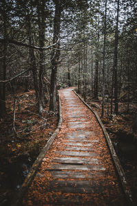 Empty road along trees in forest