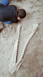 High angle view of boy and dinosaur fossil on sand