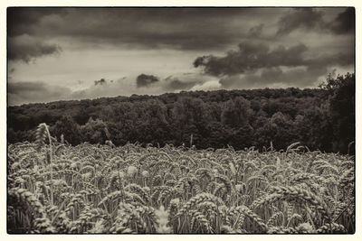 Wheat field against sky