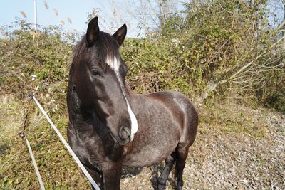 Horse standing in a field