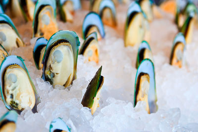 High angle view of mussels for sale in market